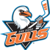 Gulls